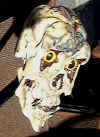 normskull.jpg (24086 bytes)